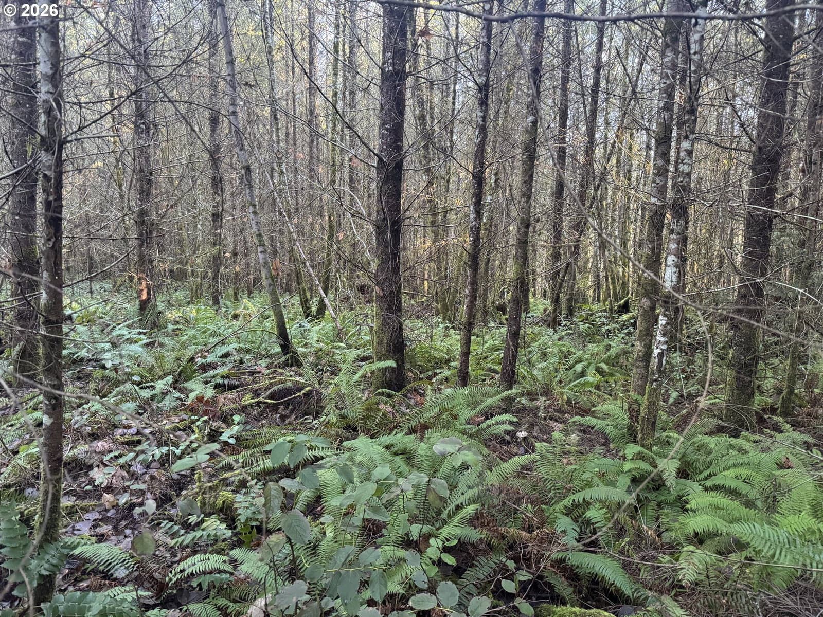 Primary listing photo, 233 SHY BEAR RD, Toutle, WA, 98649